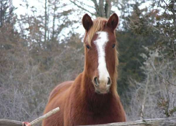 wrench-mark-on-face-horse