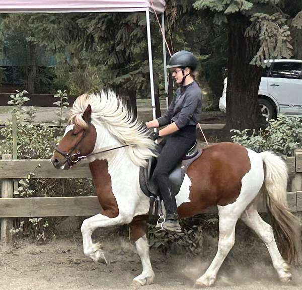 pinto-cihf-gelding