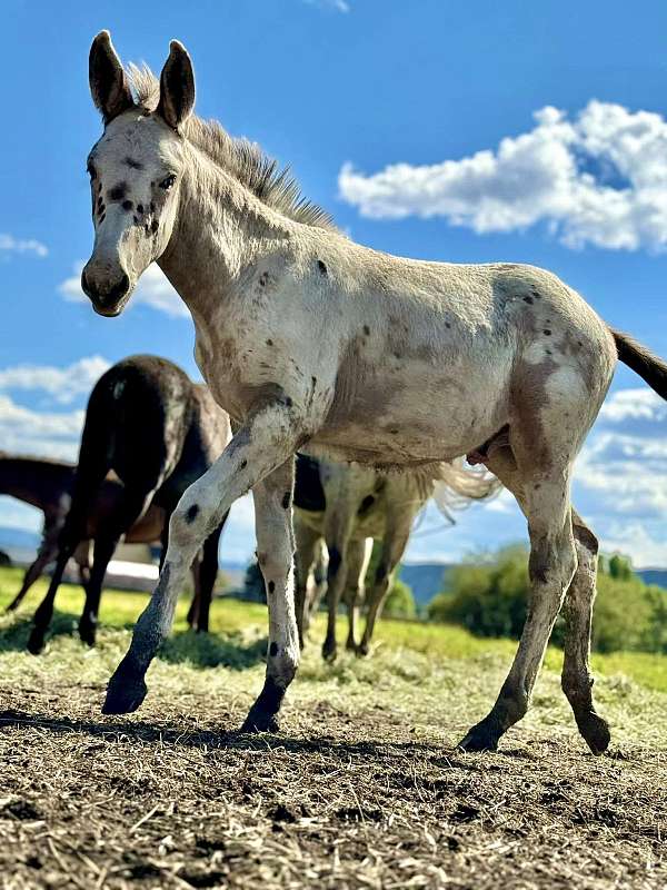 spotted-mule-weanling