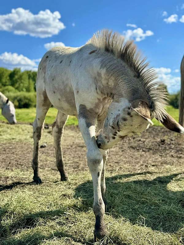 appaloosa-mule-weanling