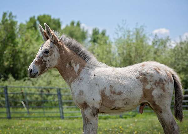 endurance-weanling