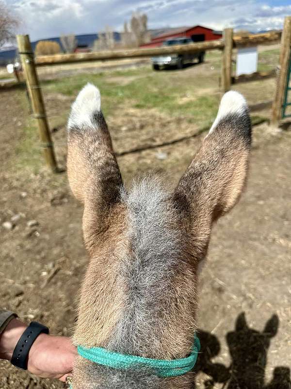 15-hand-mule-weanling