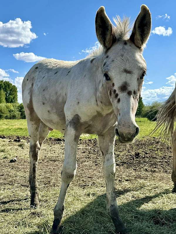 15-hand-weanling