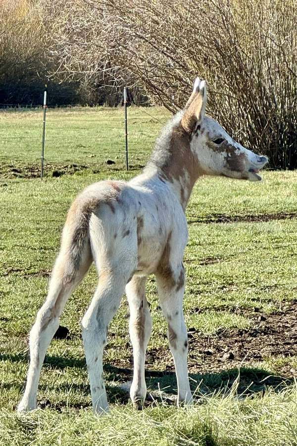 adms-mule-weanling