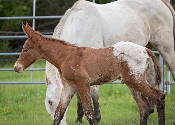 spotted-mule-weanling