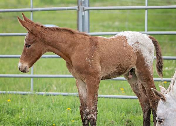 appaloosa-mule-weanling