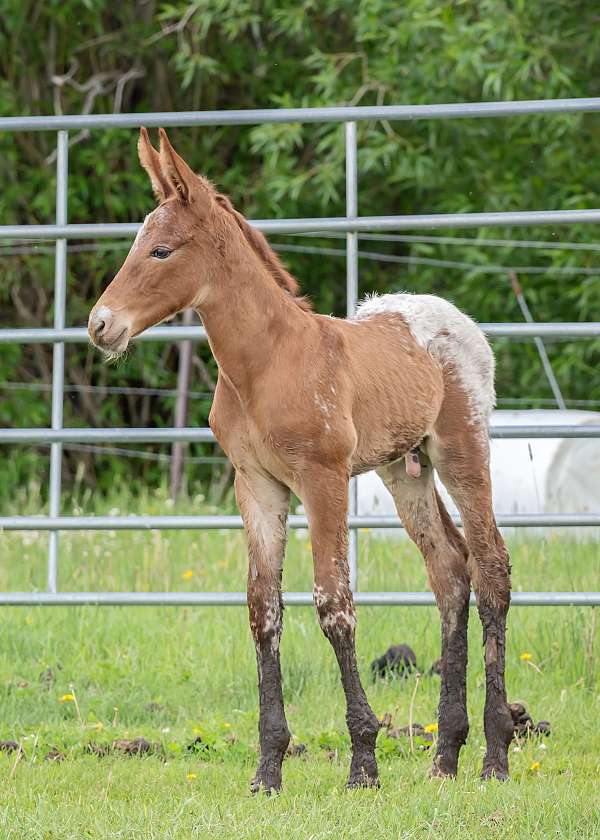 endurance-weanling