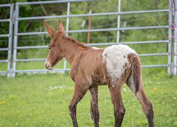 15-hand-mule-weanling