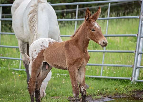 15-hand-weanling