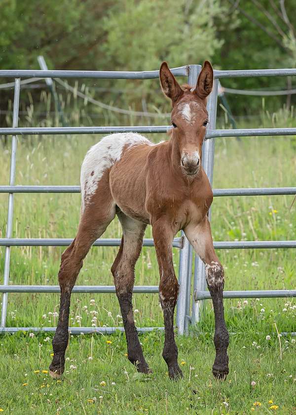 adms-mule-weanling