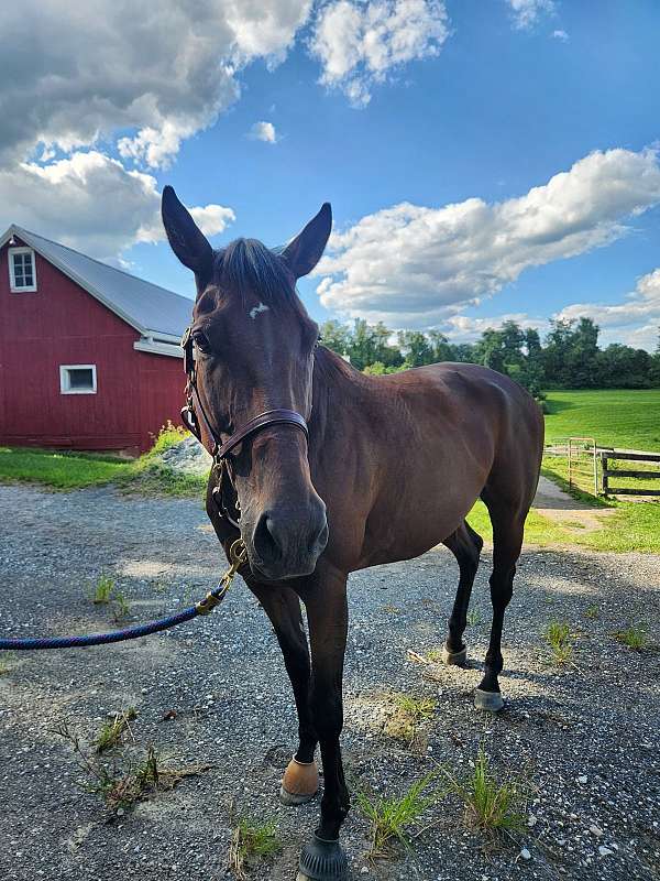 dressage-thoroughbred-horse