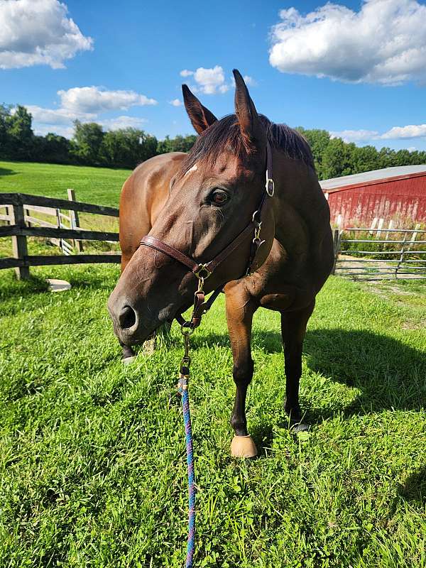 equitation-thoroughbred-horse