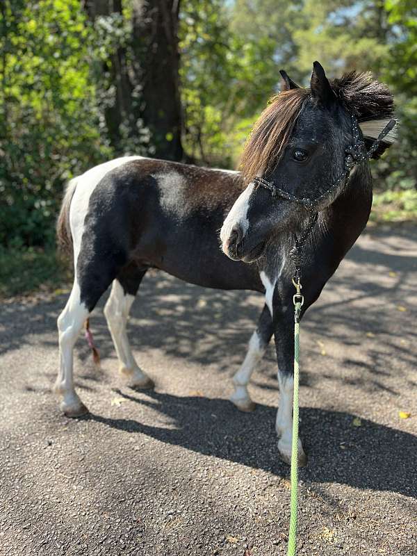 companion-miniature-horse