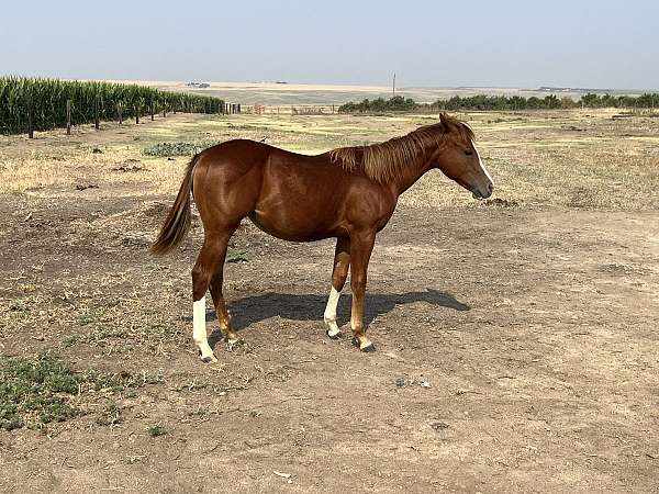 chestnut-paint-filly