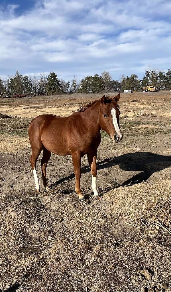 chestnut-paint-filly