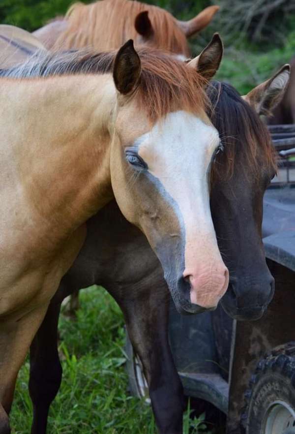 buckskin-aqha-ptha-filly