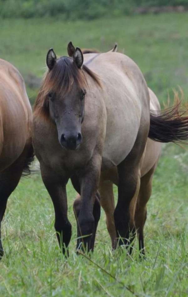 grulla-quarter-horse-filly