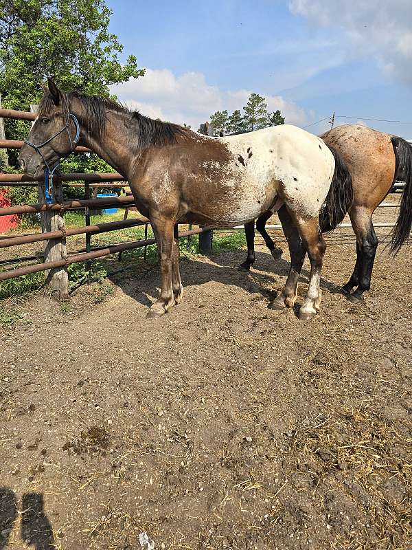 trail-appaloosa-draft-horse