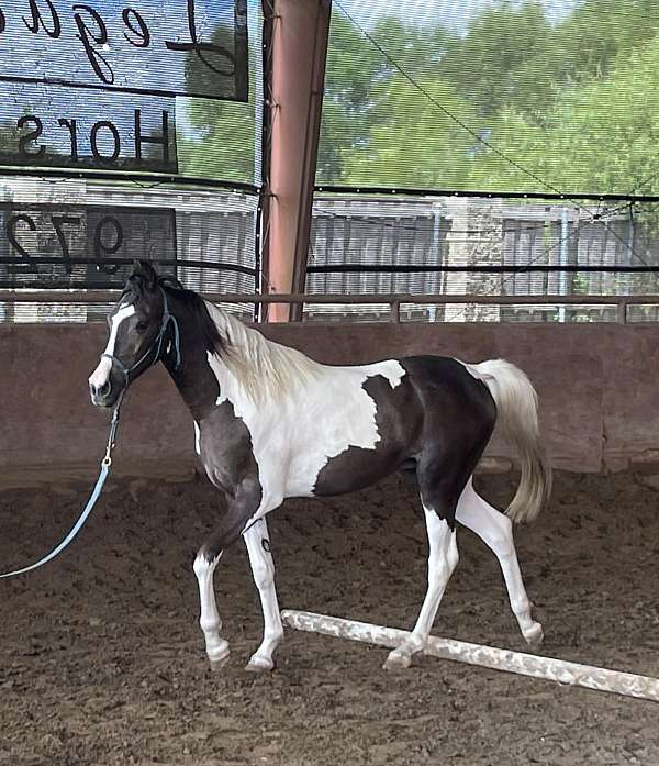 all-around-pinto-horse