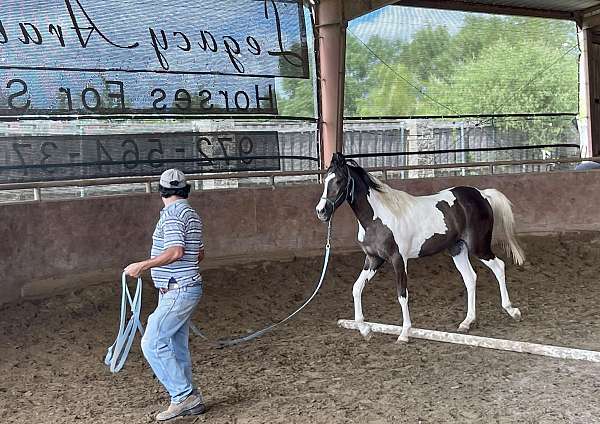 beginner-pinto-horse