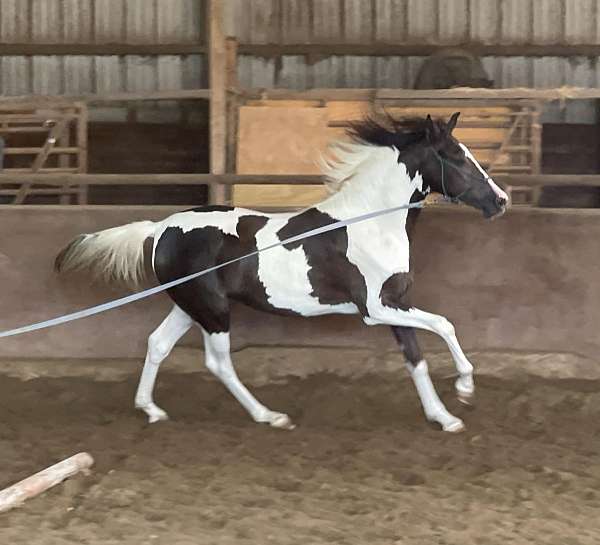 white-half-arabian-for-sale