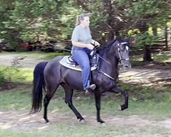 club-tennessee-walking-horse