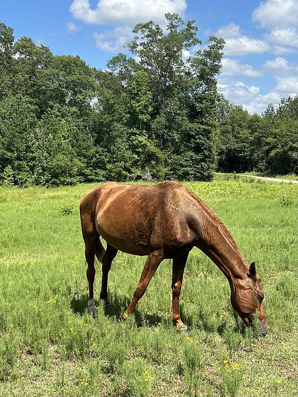 tennessee-walking-mare