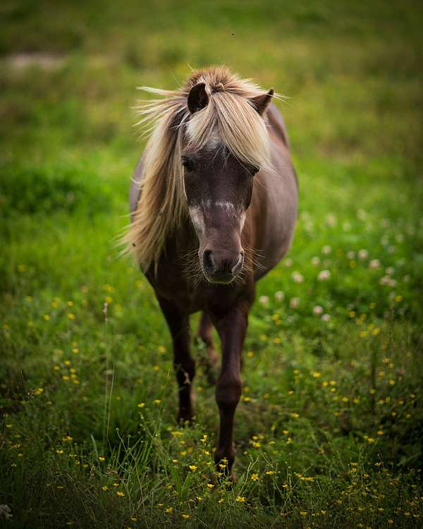 lacing-on-back-horse