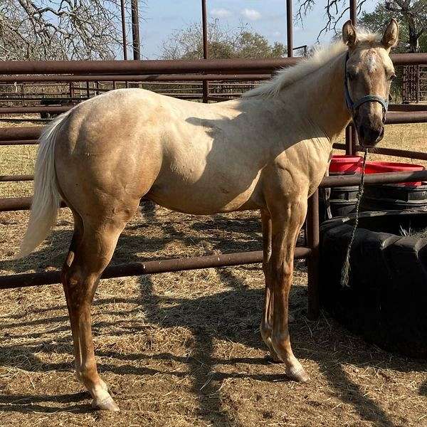 foundation-halter-palomino-quarter-horse