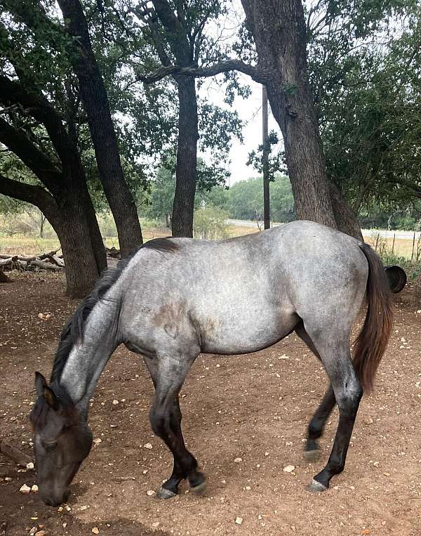 black-quarter-horse-filly-foal