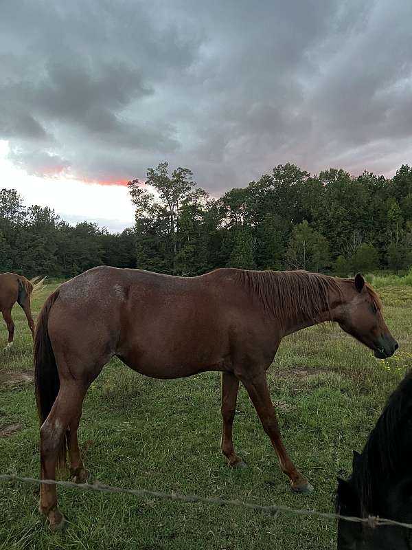 tennessee-walking-mare