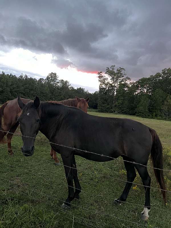 gaited-tennessee-walking-horse