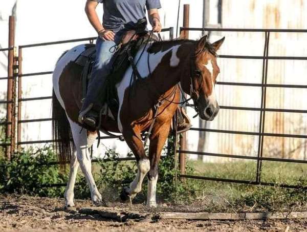 bay-5050-tobiano-horse