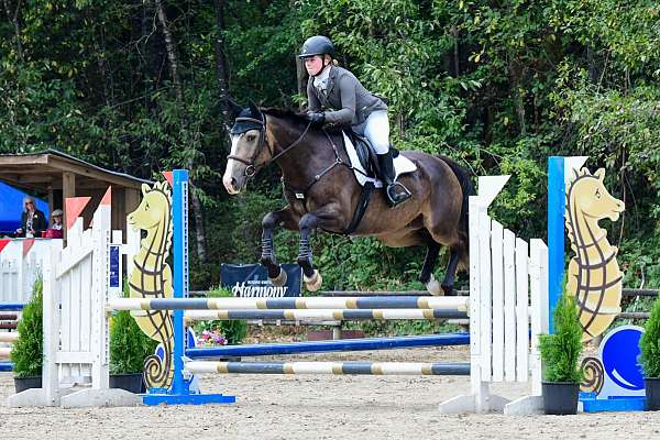 all-around-warmblood-horse