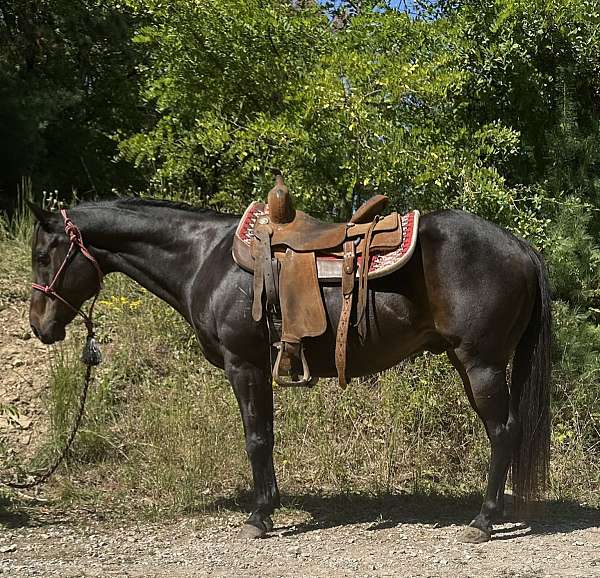 all-around-quarter-horse