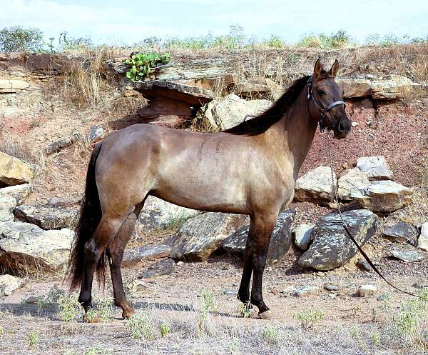 trail-cl-missouri-fox-trotter-horse