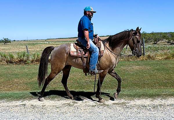 grulla-trail-cl-horse