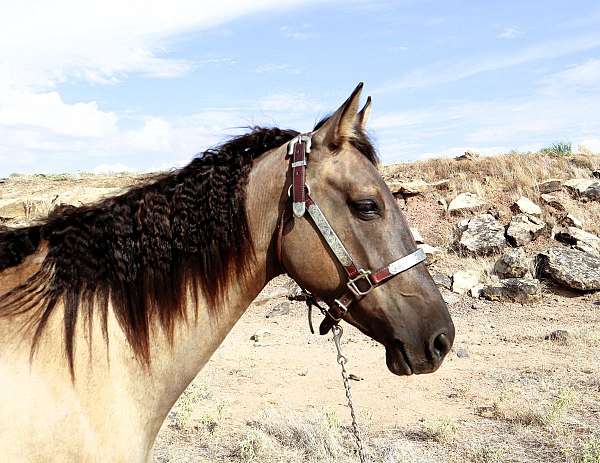 grulla-see-pics-horse