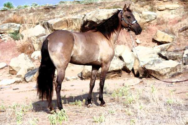 family-missouri-fox-trotter-horse