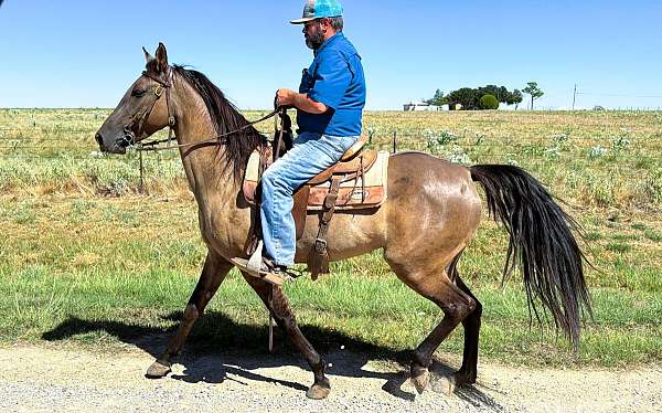 trail-missouri-fox-trotter-horse