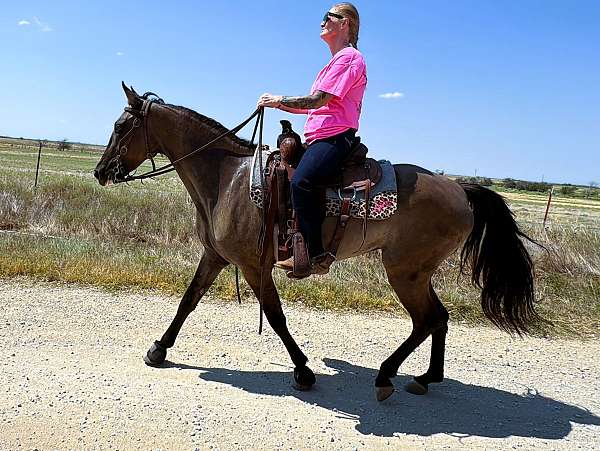 husband-safe-missouri-fox-trotter-horse