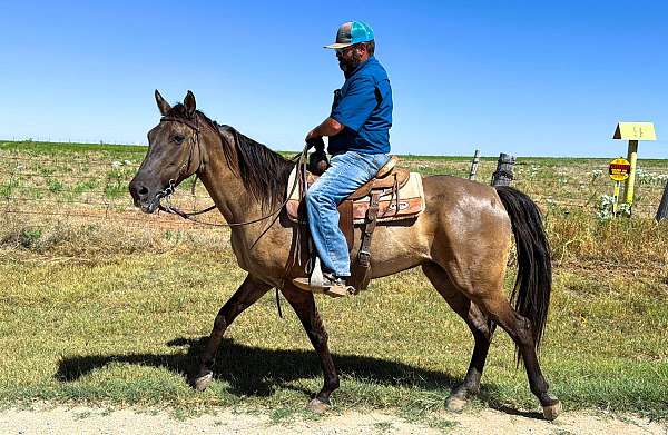 all-around-missouri-fox-trotter-horse