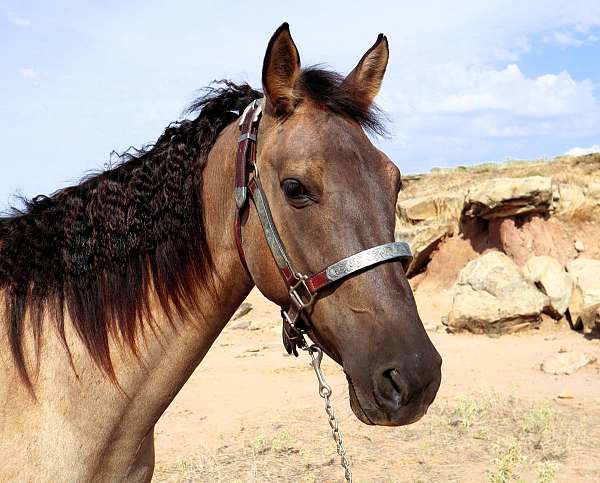 gentle-missouri-fox-trotter-horse