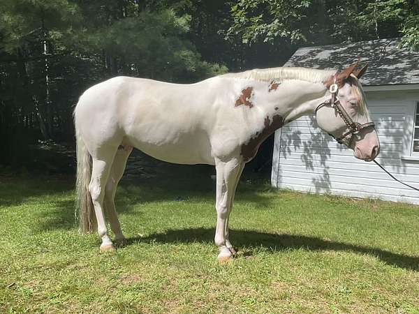 paint-gelding