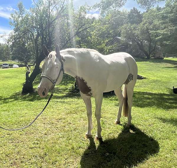 breeders-trust-show-gelding