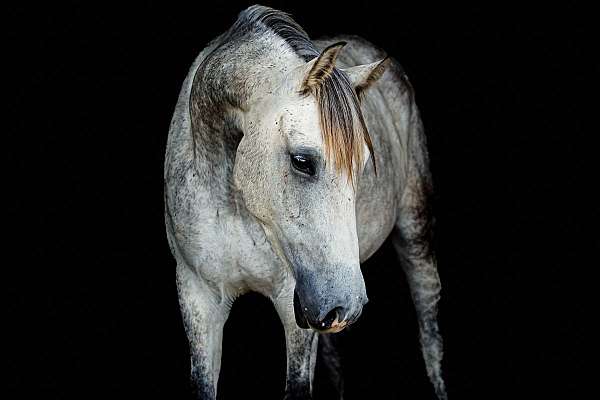 ranch-versatility-iberian-horse