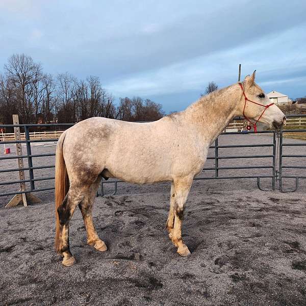 ranch-work-iberian-horse