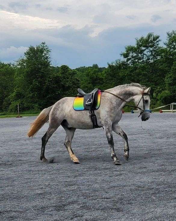 western-riding-iberian-horse