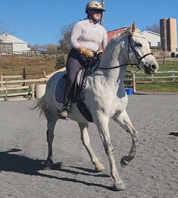 beginners-andalusian-horse