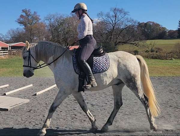 big-eq-andalusian-horse